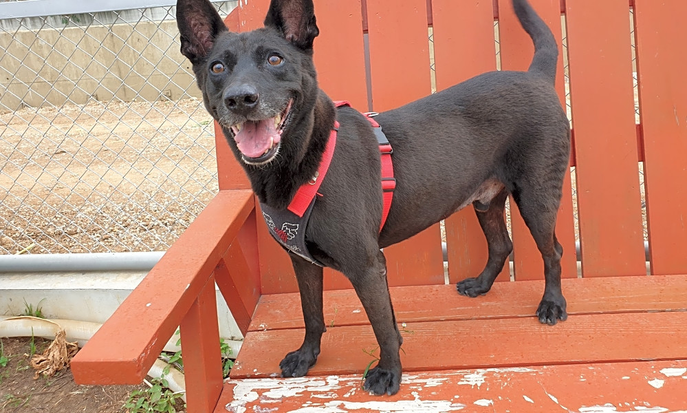 3 Lovable Pups To Adopt Now In Sunnyvale Hoodline