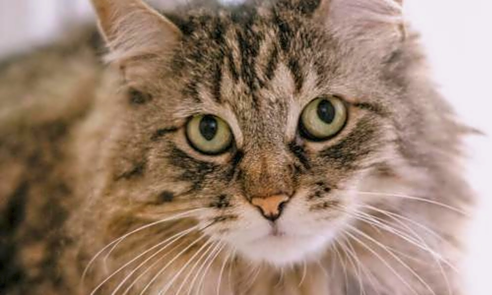 These San Jose Based Felines Are Up For Adoption And In Need Of A