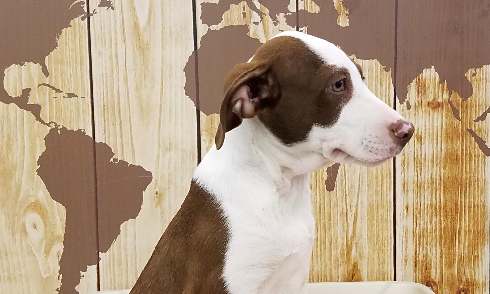 5 Perfect Puppies To Adopt Now In Tucson