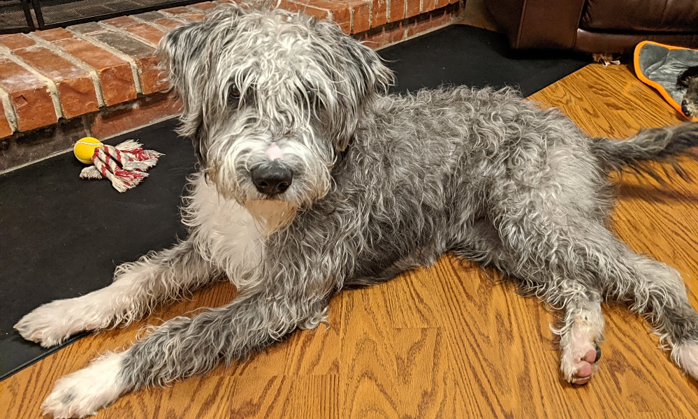 sheepadoodle petfinder