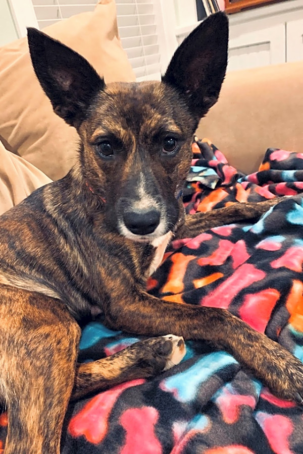 These Charlotte Based Canines Are Up For Adoption And In Need Of A Good Home Hoodline