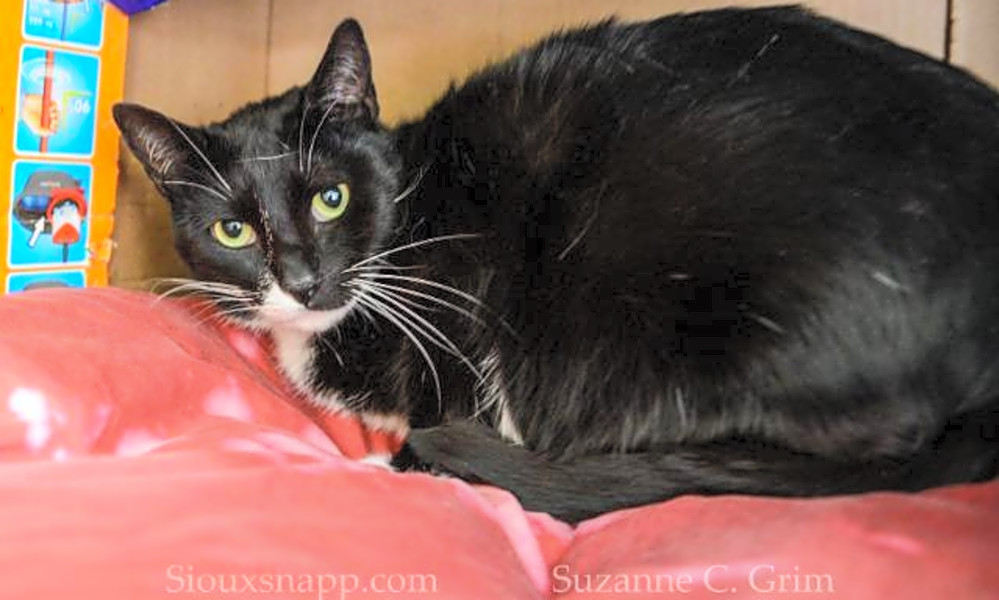 These New Orleans Based Cats Are Up For Adoption And In Need Of A