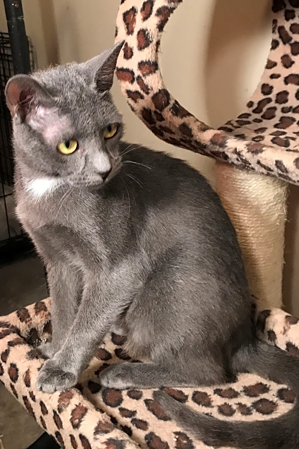 Cats In Chicago Looking For Their Furr ever Homes 52 OFF