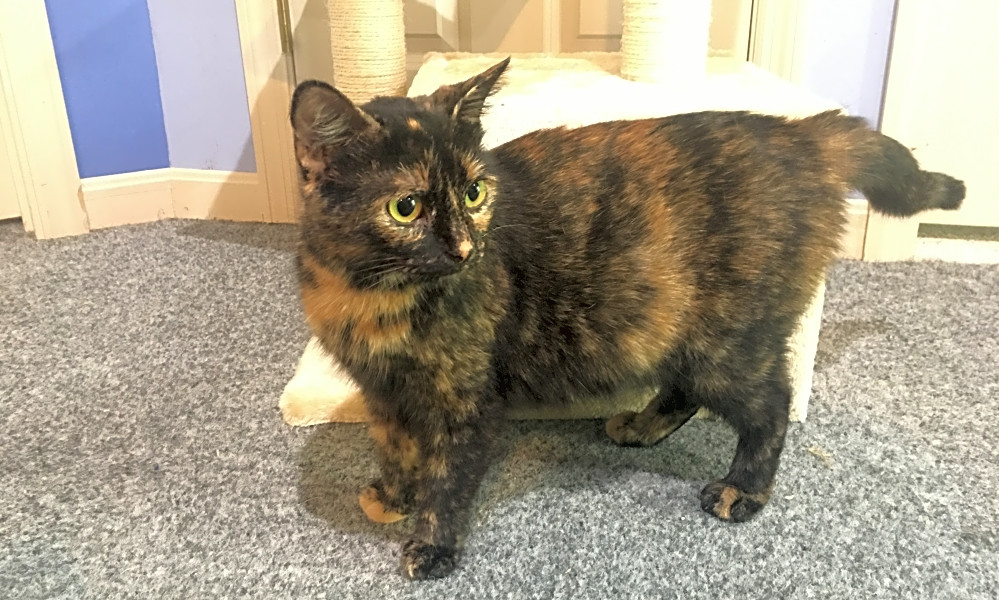 7 Furry Felines To Adopt Now In Cincinnati Hoodline