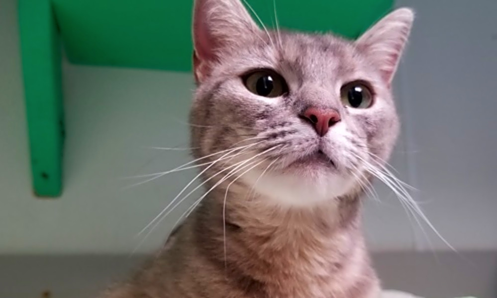 5 Cool Cats Ready For Adoption In Dallas Cbs Dallas Fort Worth