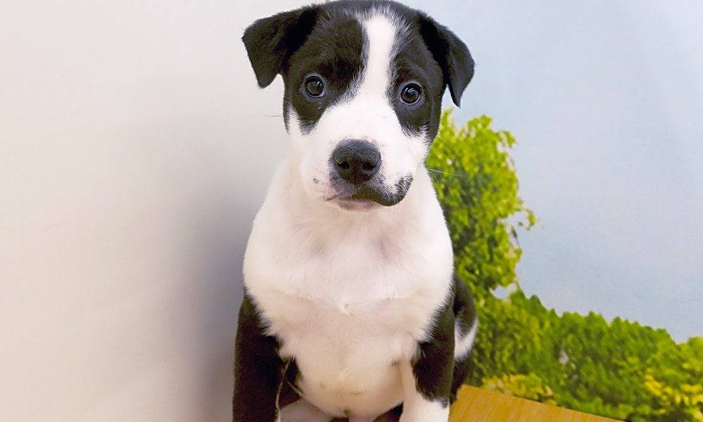 Want to adopt a pet Here are 5 precious puppies to adopt now in
