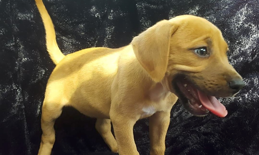 These Jacksonville-based puppies are up for adoption and ...