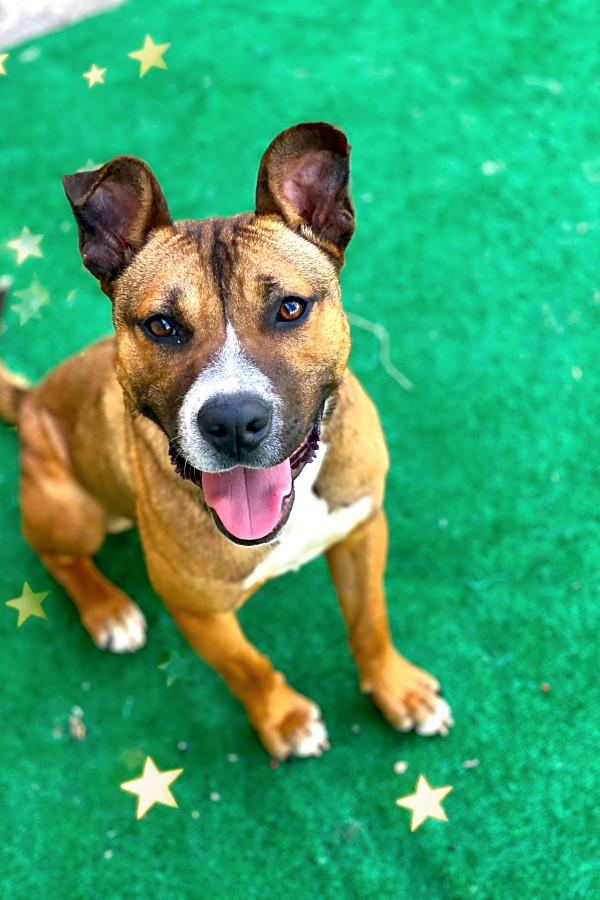 These Oakland Based Doggies Are Up For Adoption And In Need Of A Good Home Hoodline
