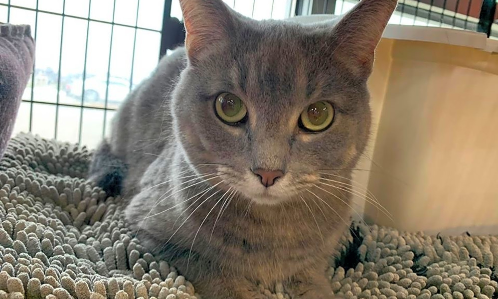 These Cleveland Based Felines Are Up For Adoption And In Need Of A
