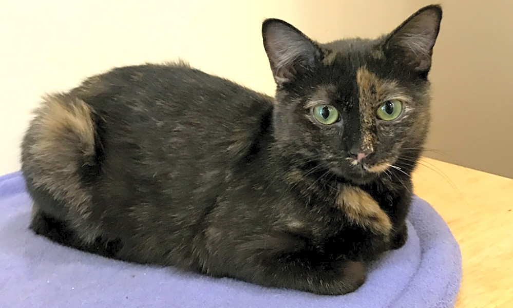 These Colorado Springs Based Felines Are Up For Adoption And In