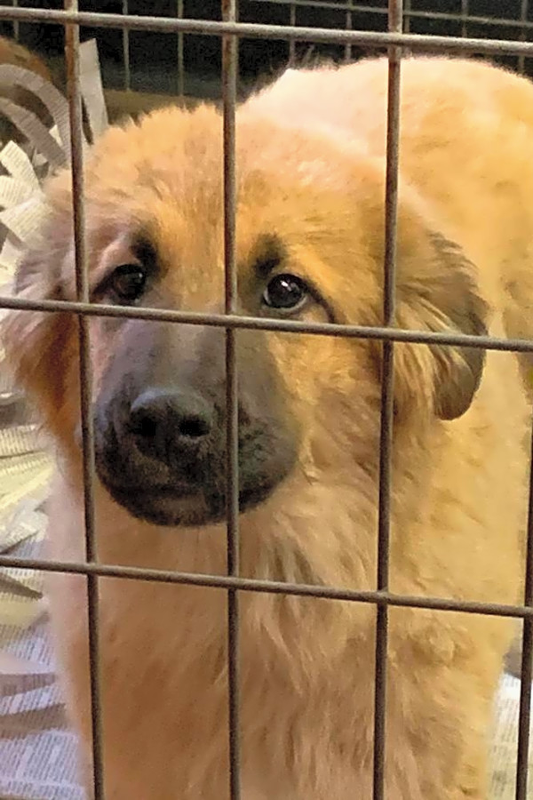 Looking To Adopt A Pet Here Are 7 Cuddly Canines To Adopt Now In