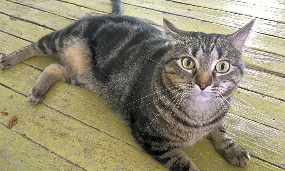 Looking To Adopt A Pet Here Are 5 Lovable Kitties To Adopt Now In