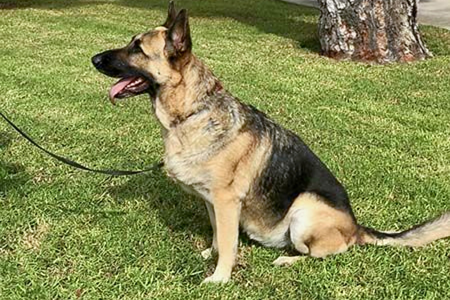 Belgian German Shepherds in Irvine looking for their furever homes
