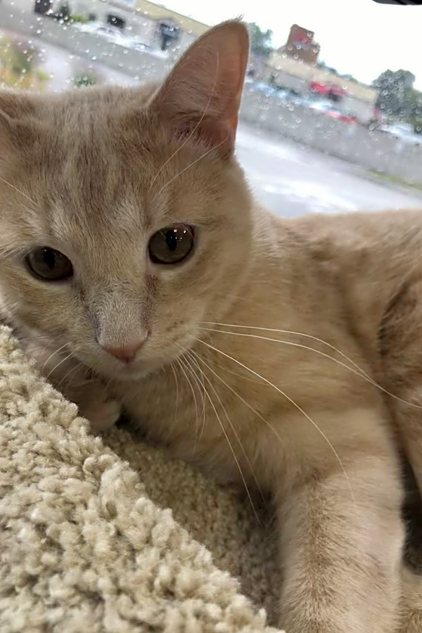 Want To Adopt A Pet Here Are 7 Furry Felines To Adopt Now In