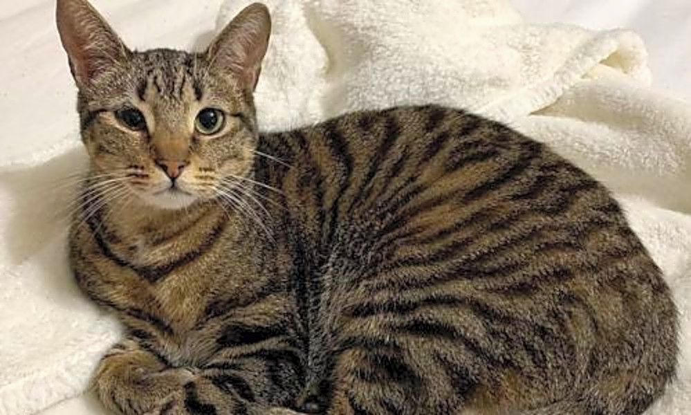 5 Cute As Can Be Kittens To Adopt Now In Tampa Hoodline