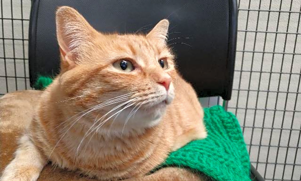 These Raleigh Based Felines Are Up For Adoption And In Need Of A