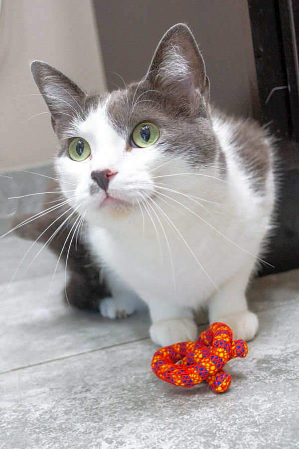 These Chicago Based Felines Are Up For Adoption And In Need Of A