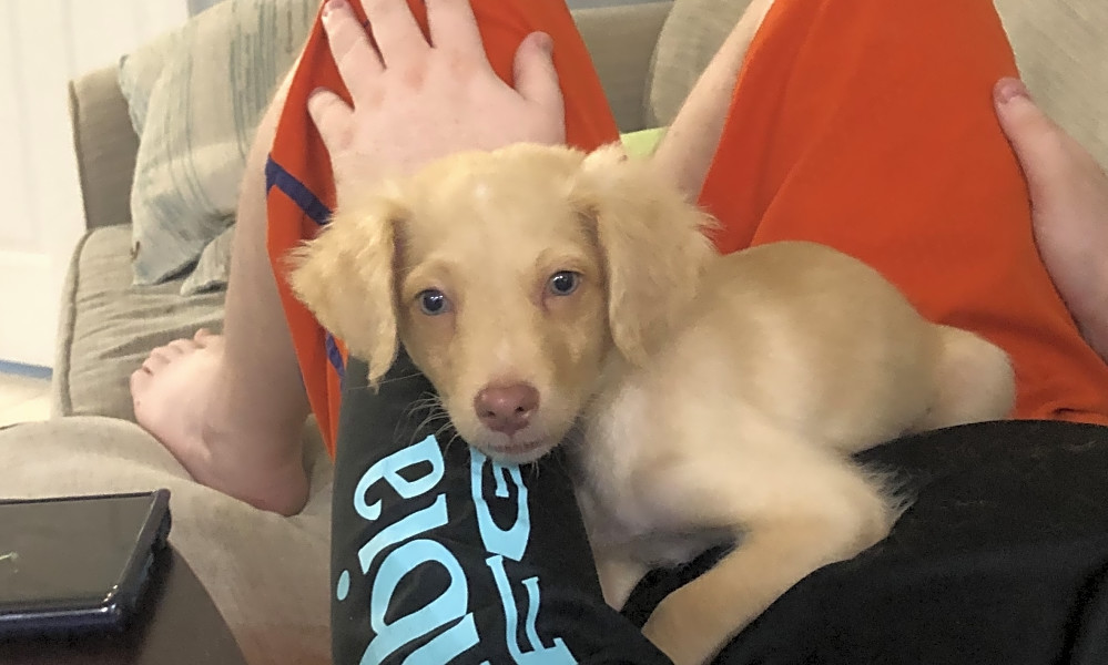 5 Perfect Puppies To Adopt Now In Orlando