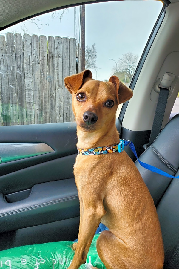 chihuahua vizsla mix