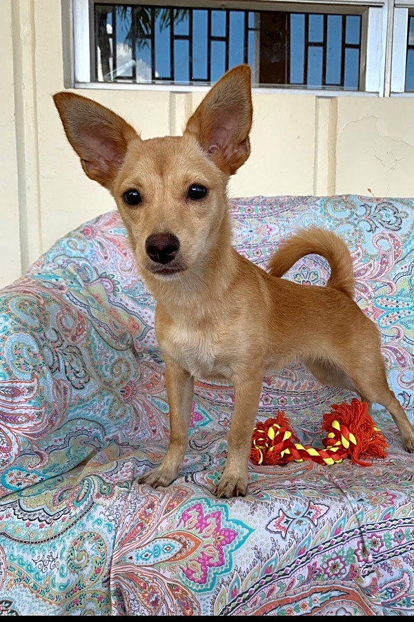 stray from the heart petfinder