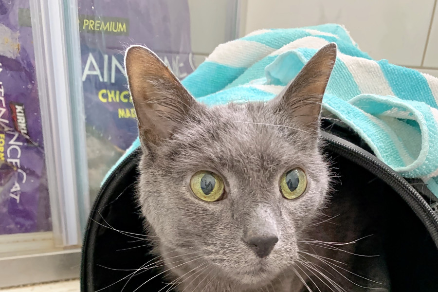Cats In Chicago Looking For Their Furr Ever Homes Hoodline