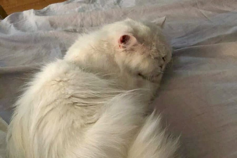 Cats In New York City Looking For Their Furr Ever Homes Hoodline