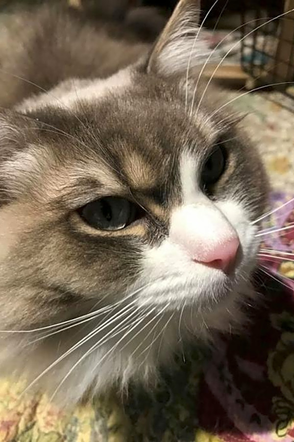 These Atlanta Based Felines Are Up For Adoption And In Need Of A