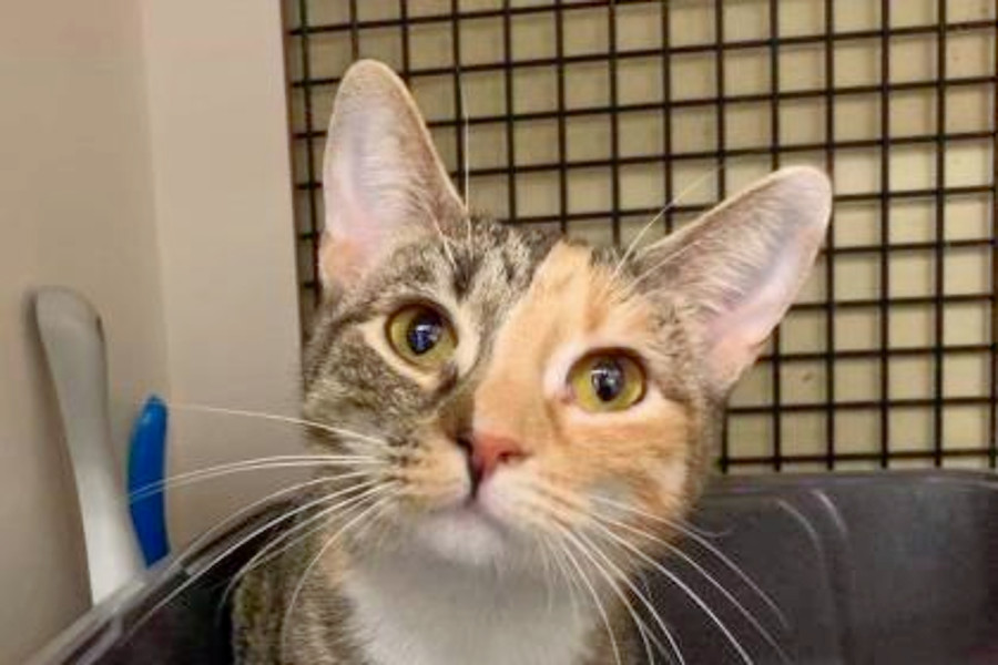 Cats In Kansas City Looking For Their Furr Ever Homes Hoodline