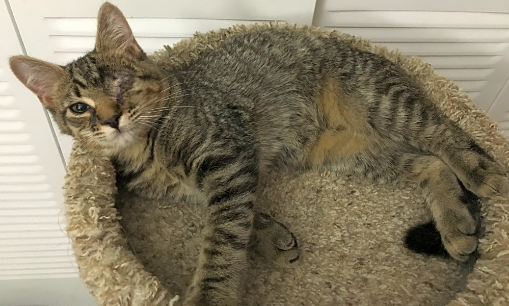 Want To Adopt A Pet Here Are 5 Furry Felines To Adopt Now In Miami