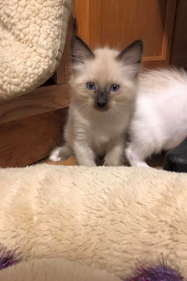 7 Cute As Can Be Kittens To Adopt Now In Austin Hoodline