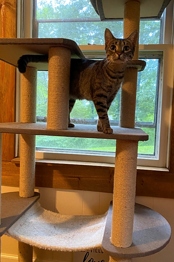 Looking To Adopt A Pet Here Are 7 Lovable Kitties To Adopt Now In