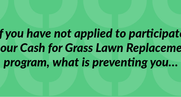 if-you-have-not-applied-to-participate-in-our-cash-for-grass-lawn
