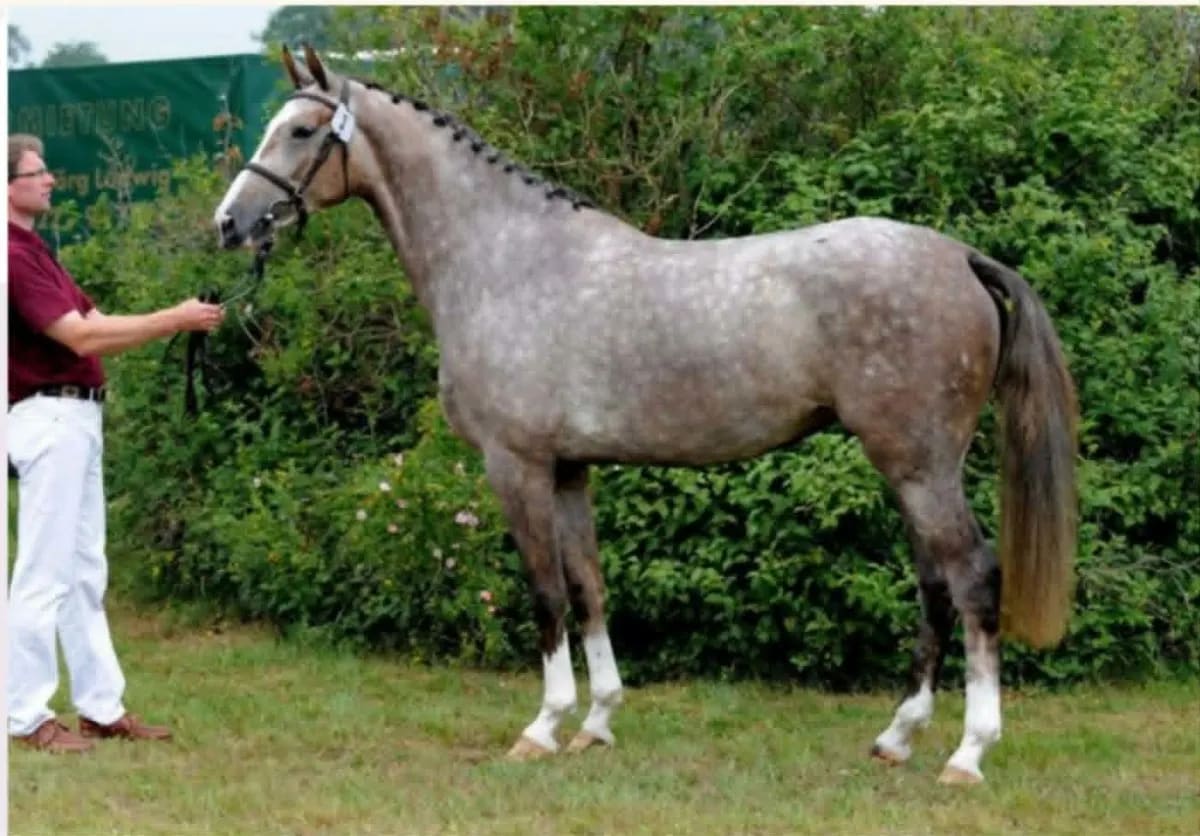 Holsteiner horses at Grafity-Pferde, Schleswig-Holstein