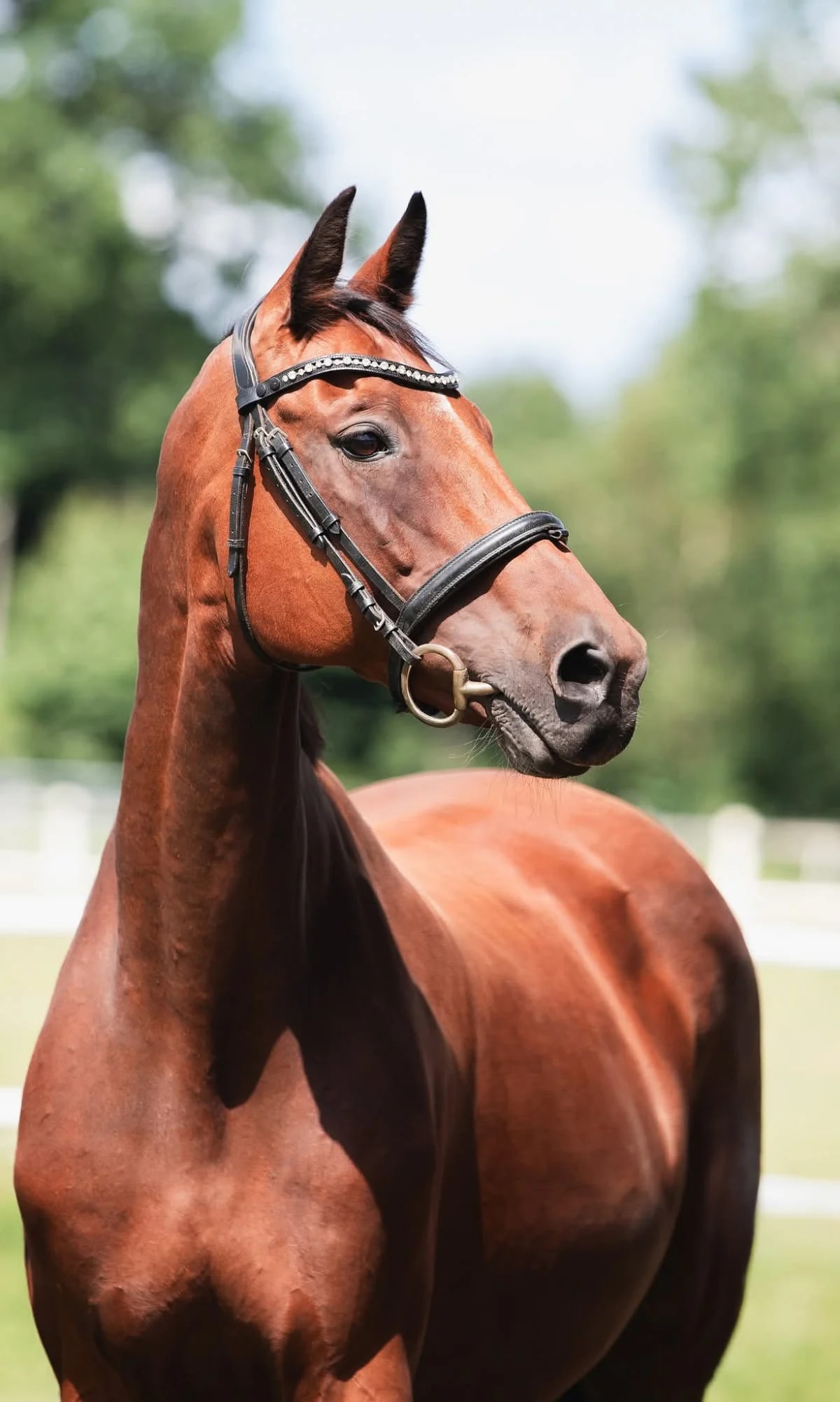 Holsteiner horses at Grafity-Pferde, Schleswig-Holstein