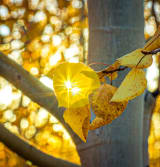 Chasing Fall Color From Summit County to Leadville (With Two Highway Closures In Between)