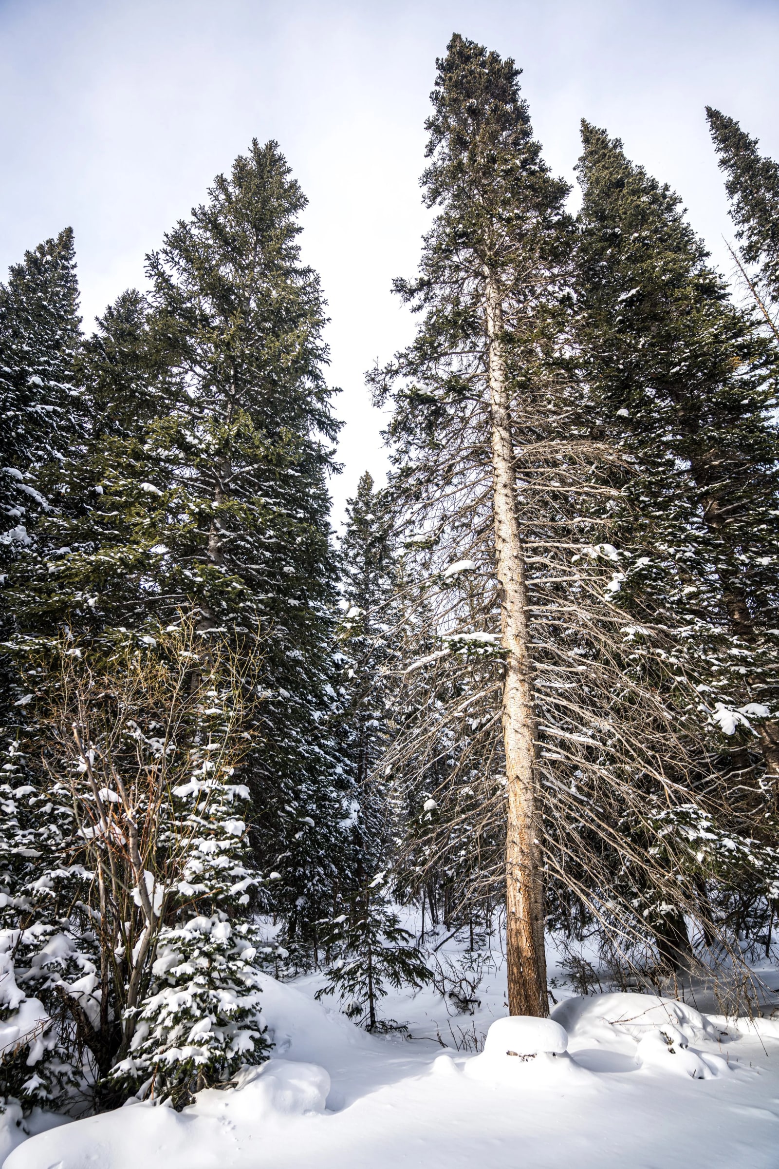 Quiet Weather, Quiet Picture — Breckenridge. Fresh snow loaded onto every spruce branch with one bare snag standing through the middle against a flat gray sky.
