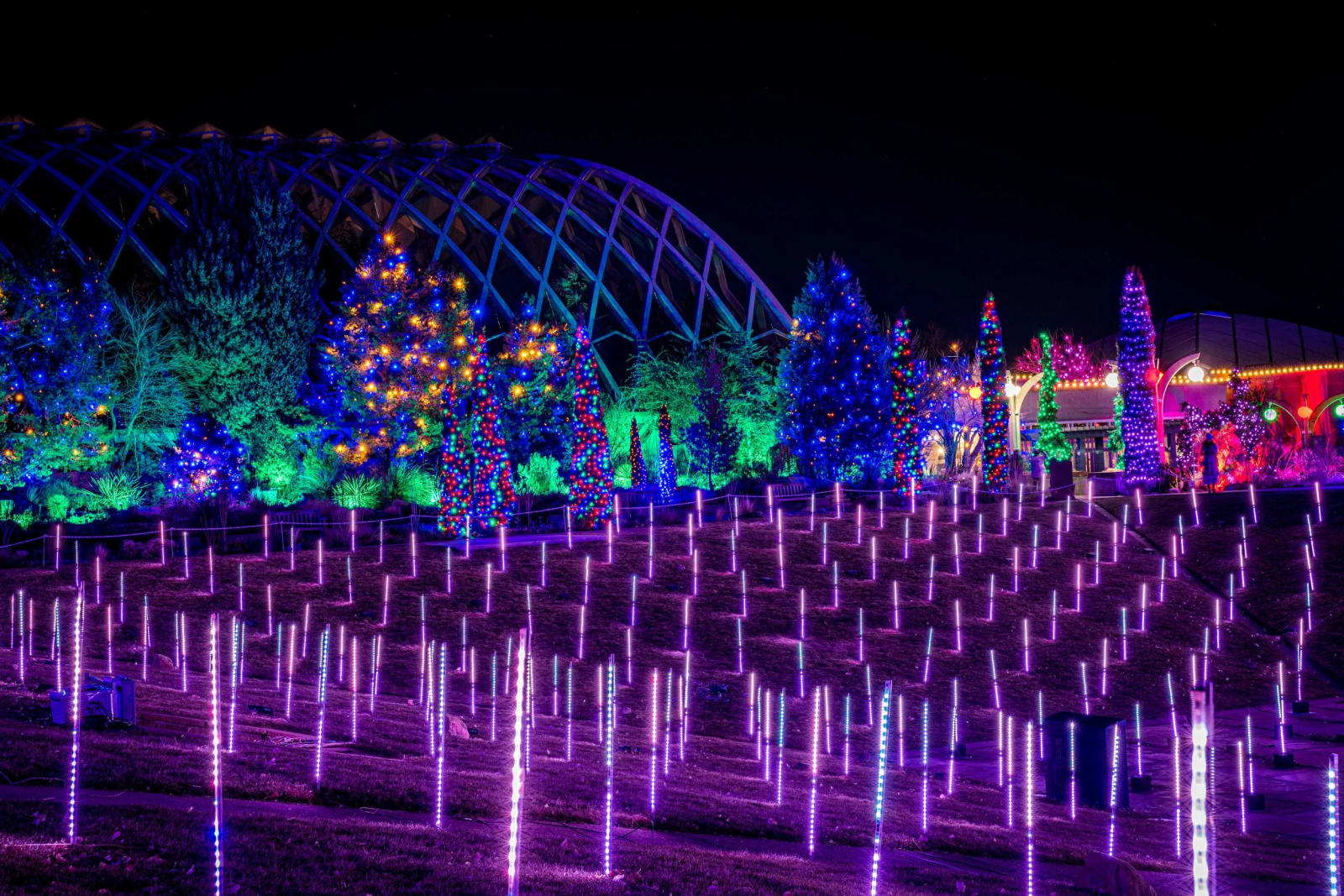 Blossoms of Light — Denver Botanic Gardens, Denver. Blossoms of Light turning the Denver Botanic Gardens fully electric, with violet light-rain hanging over…