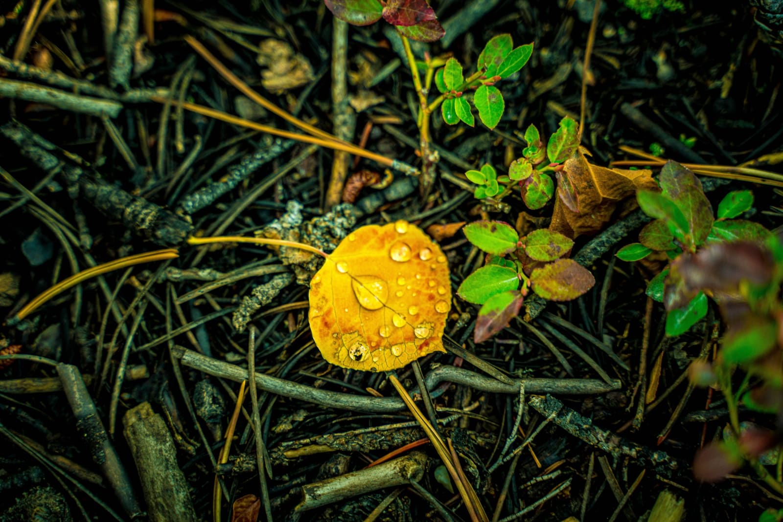 Dew Like Beadwork — Breckenridge. One yellow mushroom wearing the morning's dew like beadwork, tucked into pine needles and low green leaves on the forest…