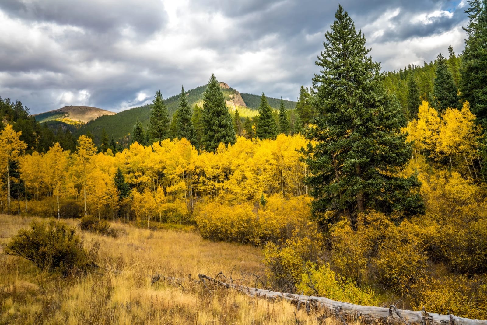 Flat Light, Full Color — Abyss Lake Trail, Colorado. A full basin of gold aspens under a moody gray sky with a dark ridge closing off the far end.