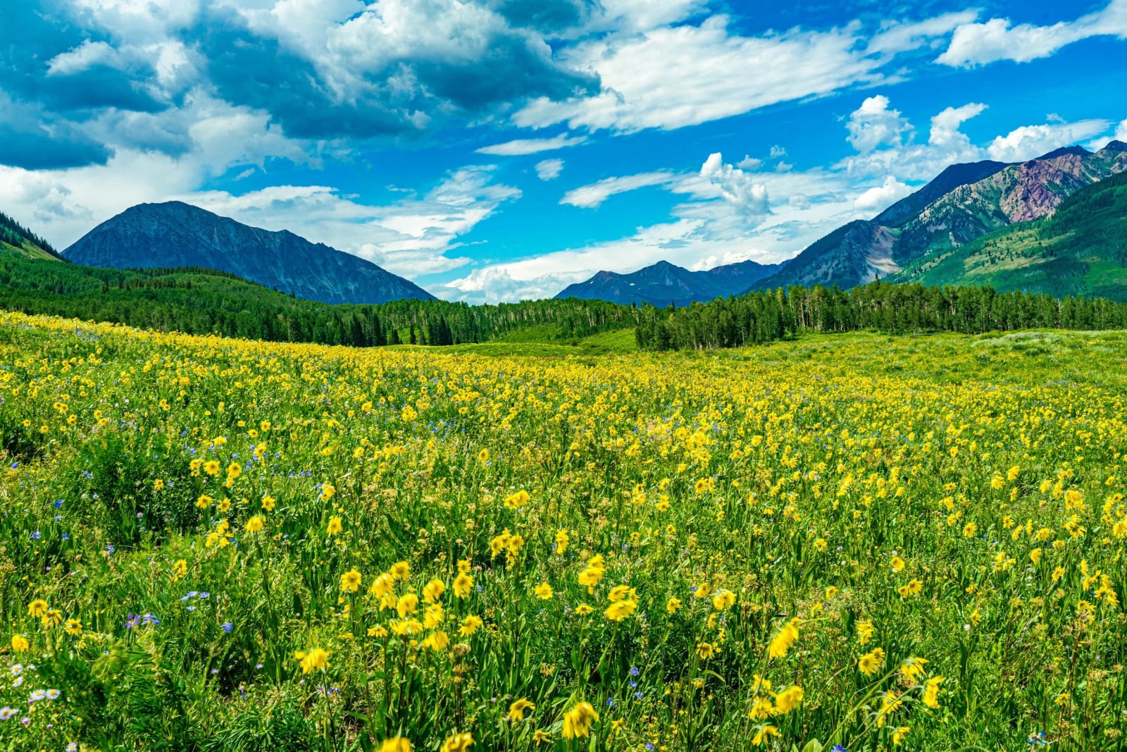 A Meadow You Wade Into — Gothic, Colorado. A full field of aspen sunflowers all leaning the same direction under a busy Colorado summer sky, with the peaks…