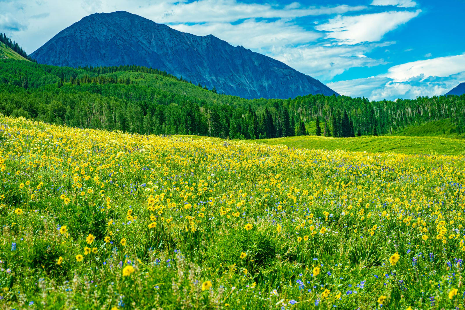 Sunflowers and Lupine Trading Colors — Gothic, Colorado. Aspen sunflowers and lupine trading yellow and purple all the way up to the treeline below a green…