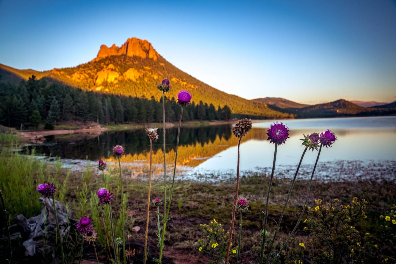 Thistle at the Water's Edge — Wellington Lake, Colorado. Musk thistle standing guard in the foreground while a rock face takes the day's first light across…