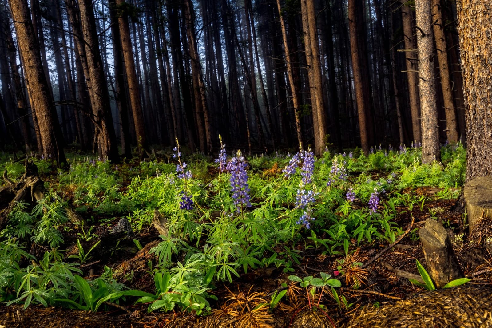 Lupine in the Burn — Silverthorne, Colorado. Purple lupine catching the one shaft of light that made it through a stand of dark burned trunks.