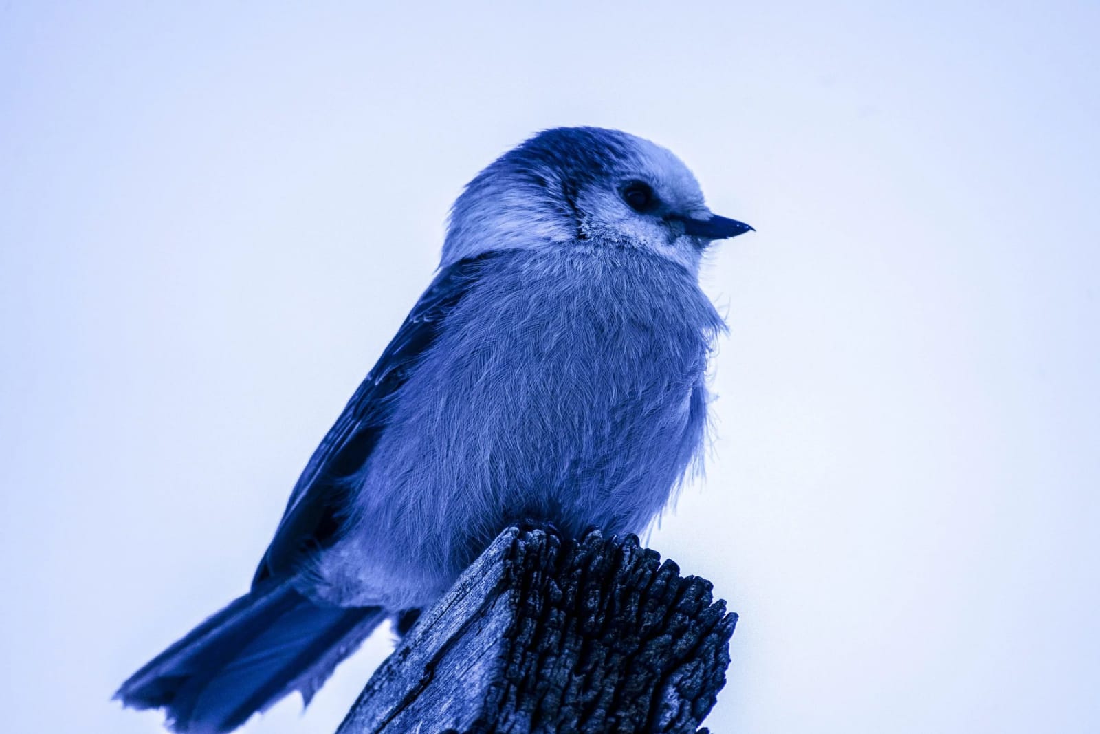 The Camp Robber — Rocky Mountain National Park, Colorado. A gray jay puffed up against the cold on a weathered stump, one eye firmly on my snacks.