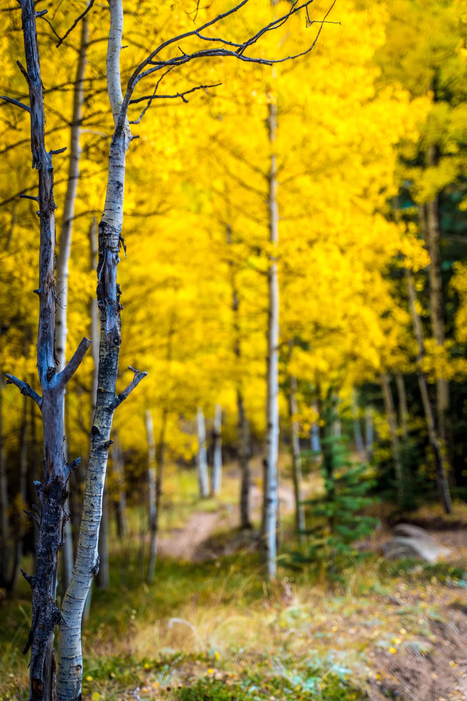 Peak Gold — Abyss Lake Trail, Colorado. An aspen grove at absolute peak color, a bare gray trunk in the foreground standing against a solid wall of yellow…