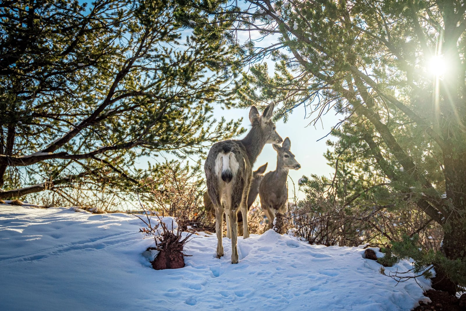Two Deer and a Sunburst — Garden of the Gods, Colorado Springs, Colorado. Winter sun cracking through the pines while a pair of mule deer pick their way…