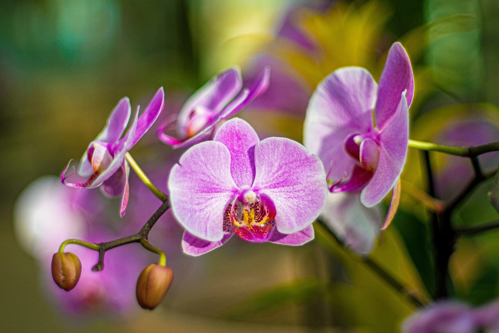 Orchid Arc — Denver Botanic Gardens, Denver. A whole spray of pink phalaenopsis working through its sequence, tight buds at one end and full open blooms at…