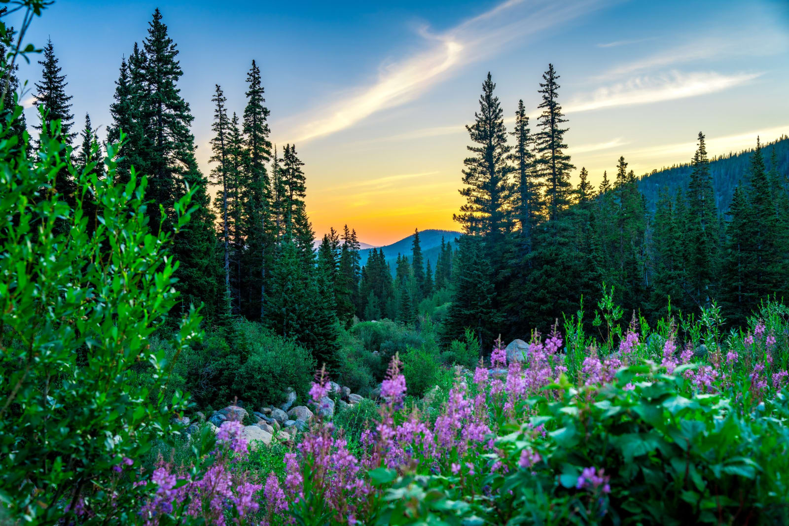 Fireweed at First Light — Idaho Springs, Colorado. Fireweed exploding magenta along a mountainside above Idaho Springs, Colorado, with spruce silhouettes…