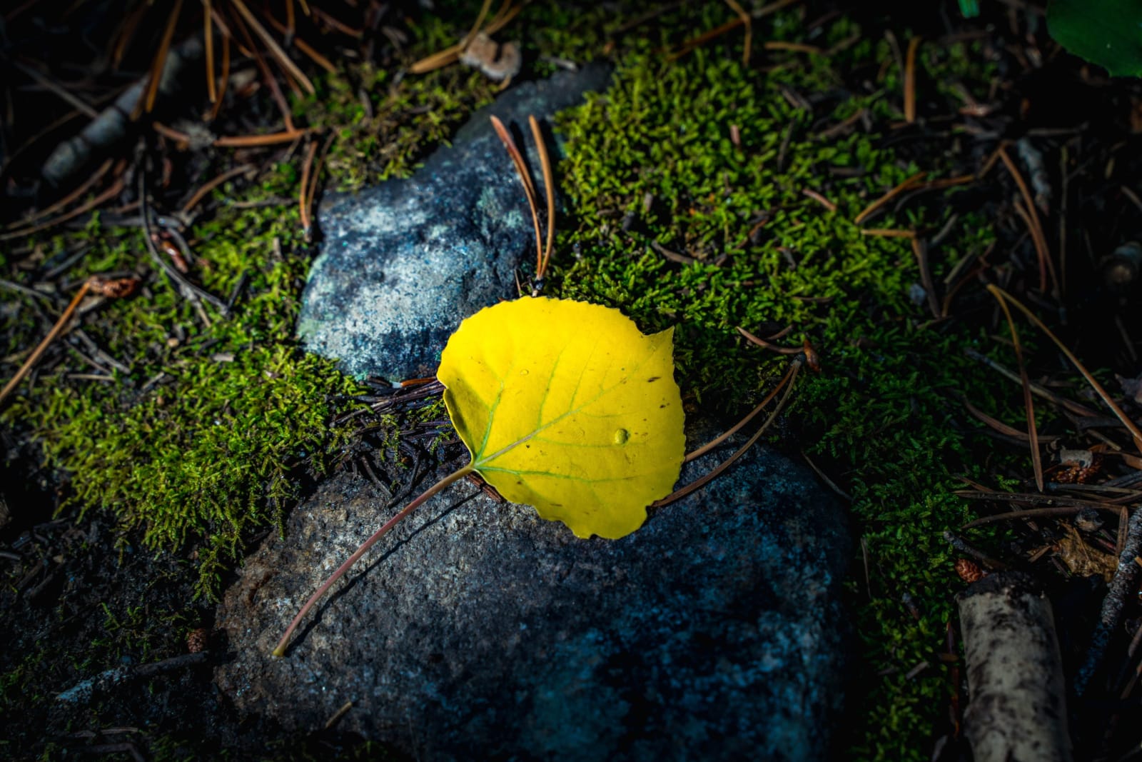 Fall Is in the Air — Guanella Pass, Colorado. A single yellow aspen leaf resting on a mossy granite rock near Guanella Pass, Colorado, with pine needles and…