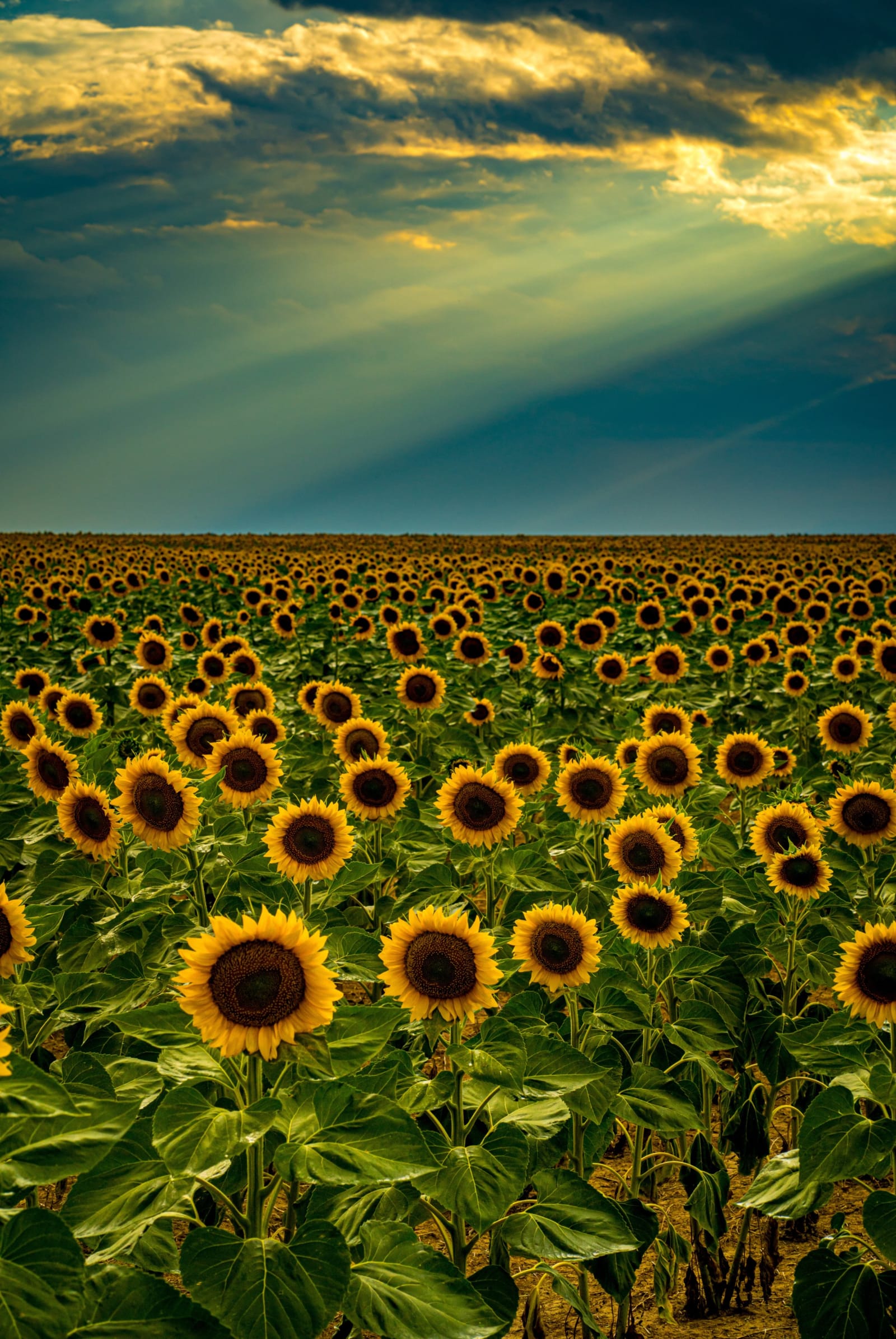 Light Breaks Over the Sunflowers — Sunflower Fields near DIA, Colorado. Sun rays breaking through storm clouds over a huge sunflower field near Denver…